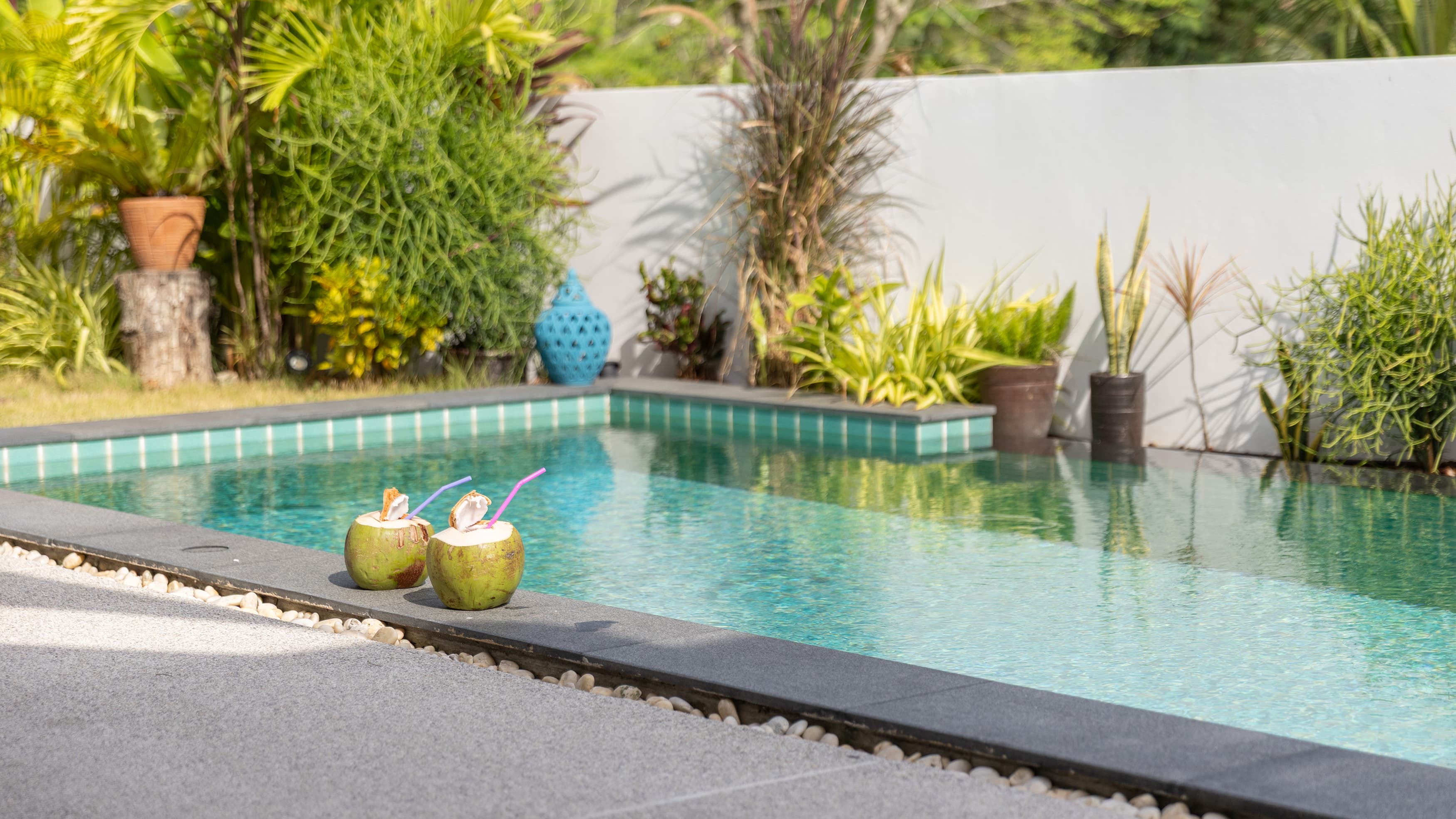 Fresh coconuts by the pool — Barefoot Villas